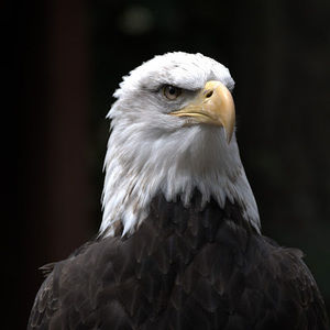 Meet your Posher, Bill